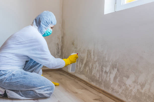 Mold Remediation specialist working in Lakeside